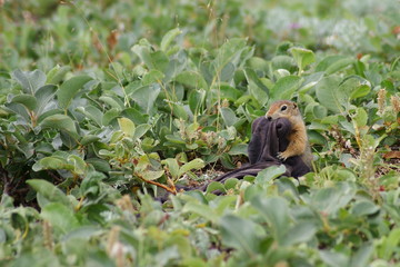 An arctic ground squirrel with a piece of clothes