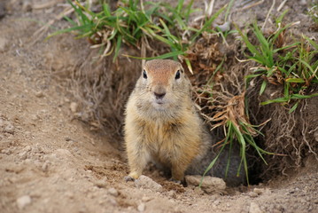 Naklejka na ściany i meble An arctic ground squirrel looking out from the hole