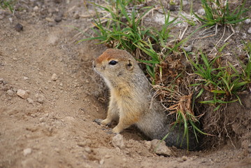 Naklejka na ściany i meble An arctic ground squirrel looking out from the hole