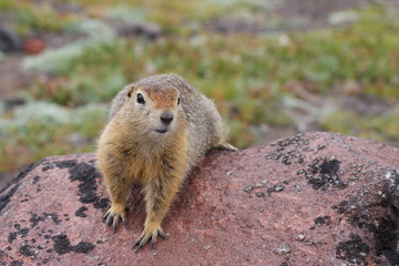 Naklejka na ściany i meble An arctic ground squirrel