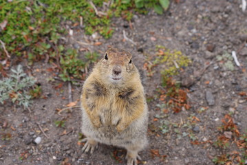 An arctic ground squirrel