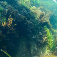 Fototapeta na wymiar Unterwasserpflanzen Mittelmeer