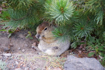An arctic ground squirrel sitting under a pine-tree and eating 