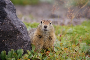 Naklejka na ściany i meble An arctic ground squirrel