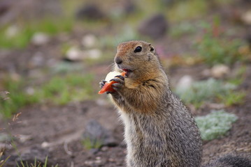An arctic ground squirrel eating a piece of apple