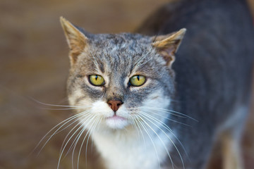 Adult cat with beautiful eyes portrait