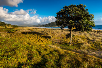 Fototapeta premium Lonely Tree with Waikawau Bay in the Backround, Coromandel, New Zealand