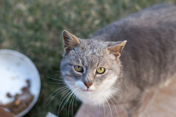 the cat looked at me asking for more food