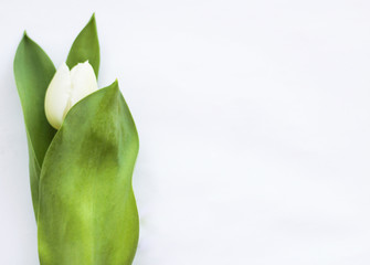 Obraz premium Minimalist concept: close up on white tulip, white background, free copy space