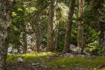 picturesque morning mountain forest landscape with vivid colorful soft sun rays light through trees branches and leaves on a small deep meadow with grass and stones