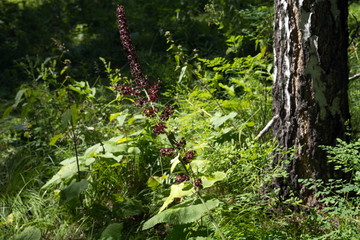 The wild plant of the black false hellebore (Veratrum nigrum L.) blooms in the forest near the birch, in its natural environment.