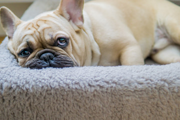 Sleeping French Bulldog 