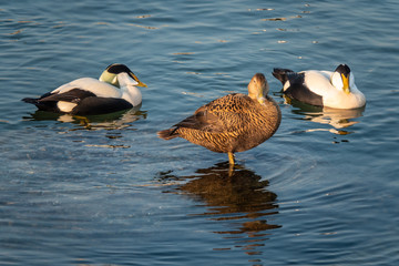Common eiders (Somateria mollissima), found in the northern coasts of Europe and North America. It...