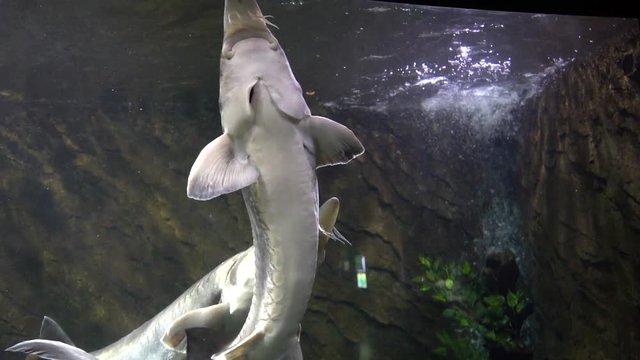 sturgeon in the aquarium