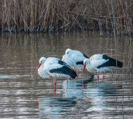 With increasing global warming, large colonies of stork have changed migratory patterns, spending the winter on the shores of the Upper Zurich Lake (Obersee) in the Swiss Alps.
