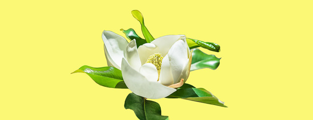 Beautiful magnolia flower bud on trendy neon yellow background. Spring Summer concept with white magnolia blossom. close up, selective focus, copy space