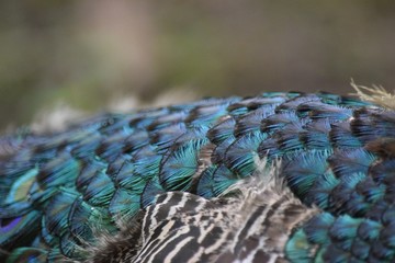 Fototapeta premium Pfauenfedern III