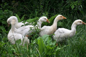 Young geese graze on the grass
