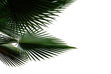 Obraz premium Tropical palm leaves on white isolated background for green foliage backdrop 