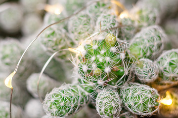 home pot. in it is a small size cactus. shallow depth of field. There is a New Year's Eve.