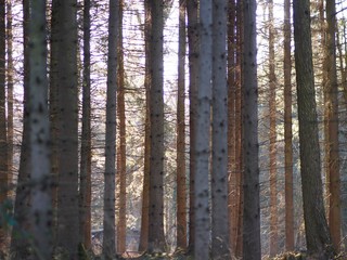 Fototapeta premium Dichter Mischwald zur kalten Jahreszeit