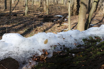 Spring came in the forest. The snow melted. The icy snow remained lying only on the fallen tree.