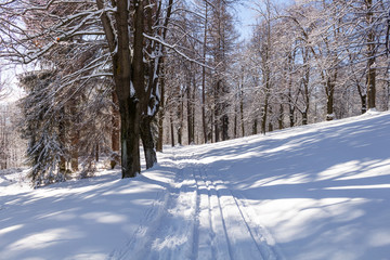 Obraz premium Winter road running between the frozen trees