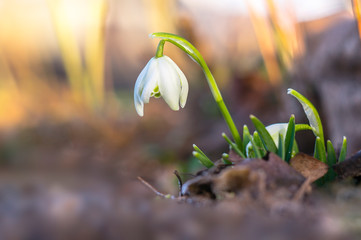 snow drop flower in my season garden