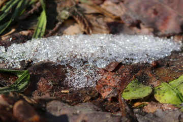  Young green grass grows through the snow and last year’s dry leaves