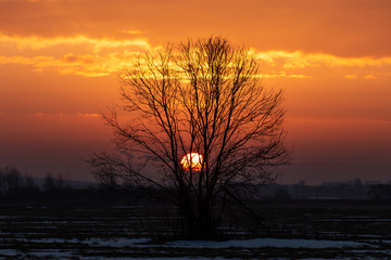 Obraz na płótnie Canvas Tree outlines against the sky and sunset sun