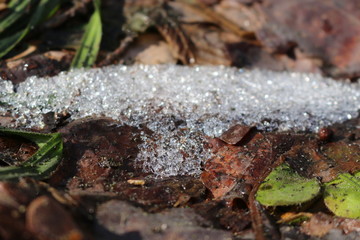  Young green grass grows through the snow and last year’s dry leaves