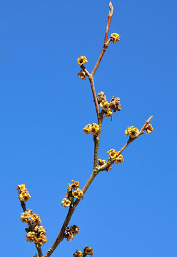 twig of a blooming virginian witch hazel