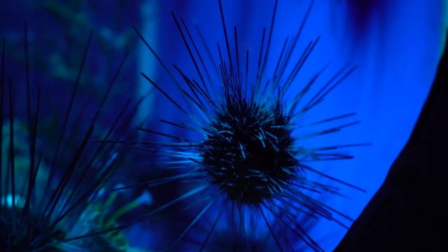 Macro view of long spiky sea urchins with coral in aquarium
