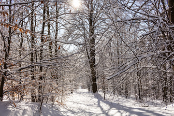 Road covered with snow. Winter path with frozen trees.