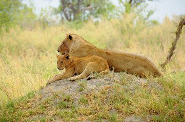 Lioness with her cub in the Chobe National Park in Botswana