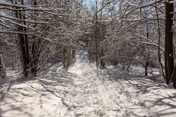 Road covered with snow. Winter path with frozen trees.