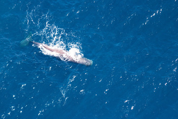 Large sperm whale on the surface of the ocean getting fresh air before diving again, seen from a plane, airplane in the bay of Kaikoura, New Zealand