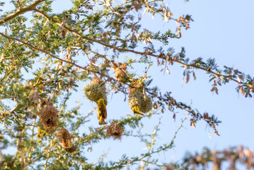 Little bird and nests in South Africa