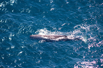 Fototapeta premium Large sperm whale getting fresh air on the surface after a long dive, seen from a plane, airplane in Kaikoura, New Zealand