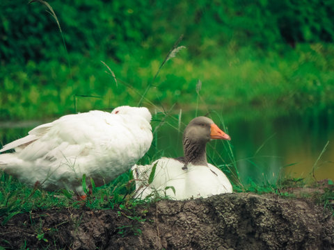 casal de Patos