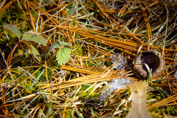 grass and needles 