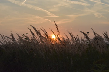 sunset over a wheat field