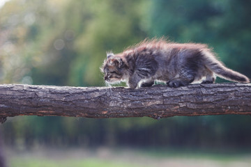 Fluffy Kitten in the forest goes on a tree trunk