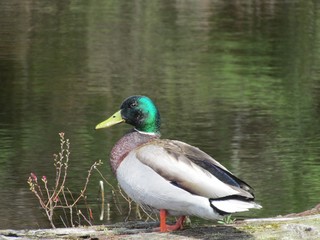 Obraz premium A sitting duck