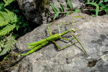 Big stick insect in the Papuan jungle