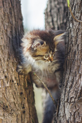Naklejka na ściany i meble fluffy kitten alone in the hollow of a tree in summer