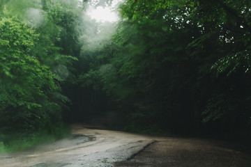 rain in the forest and the road