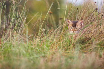 fluffy kitten alone in the grass in summer