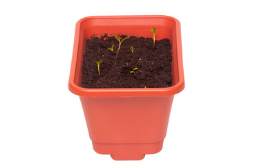 Pot with seedlings. young green plants. Isolated on white background
