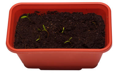 Pot with seedlings. young green plants. Isolated on white background